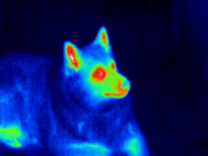 Ilustración 7: Imagen térmica.